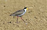 Masked Lapwing